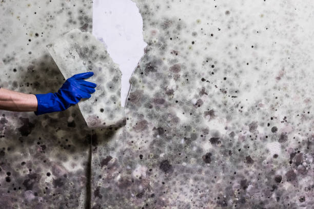 Best Black Mold Removal  in Glasgow, DE