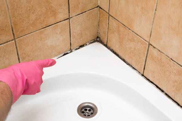 Mold Removal and Inspection in Glasgow, DE